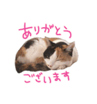 三毛猫ビビアン嬢(21)（個別スタンプ：8）