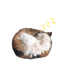 三毛猫ビビアン嬢(21)（個別スタンプ：9）