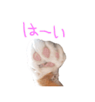 三毛猫ビビアン嬢(21)（個別スタンプ：10）