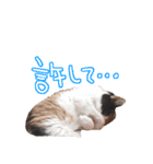 三毛猫ビビアン嬢(21)（個別スタンプ：11）