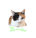 三毛猫ビビアン嬢(21)（個別スタンプ：12）