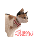 三毛猫ビビアン嬢(21)（個別スタンプ：13）