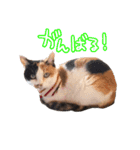 三毛猫ビビアン嬢(21)（個別スタンプ：14）