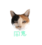 三毛猫ビビアン嬢(21)（個別スタンプ：15）