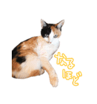 三毛猫ビビアン嬢(21)（個別スタンプ：16）