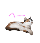 三毛猫ビビアン嬢(21)（個別スタンプ：17）