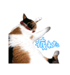 三毛猫ビビアン嬢(21)（個別スタンプ：18）
