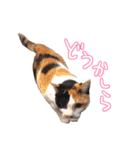 三毛猫ビビアン嬢(21)（個別スタンプ：20）