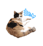 三毛猫ビビアン嬢(21)（個別スタンプ：21）