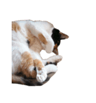 三毛猫ビビアン嬢(21)（個別スタンプ：22）