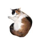 三毛猫ビビアン嬢(21)（個別スタンプ：23）