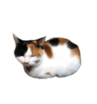 三毛猫ビビアン嬢(21)（個別スタンプ：24）