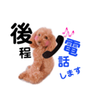 トイプーちゃんの毎日♪（個別スタンプ：11）