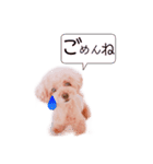 トイプーちゃんの毎日♪（個別スタンプ：12）