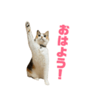 さん猫スタンプ（個別スタンプ：1）