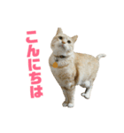 さん猫スタンプ（個別スタンプ：2）