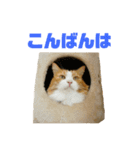 さん猫スタンプ（個別スタンプ：3）