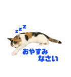 さん猫スタンプ（個別スタンプ：4）