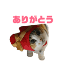 さん猫スタンプ（個別スタンプ：5）