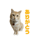 さん猫スタンプ（個別スタンプ：6）