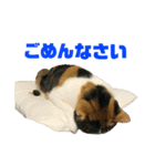さん猫スタンプ（個別スタンプ：7）