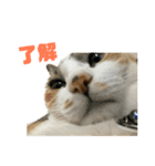 さん猫スタンプ（個別スタンプ：8）