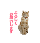 さん猫スタンプ（個別スタンプ：11）