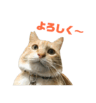 さん猫スタンプ（個別スタンプ：12）