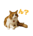 さん猫スタンプ（個別スタンプ：14）
