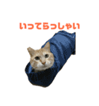 さん猫スタンプ（個別スタンプ：15）
