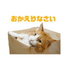 さん猫スタンプ（個別スタンプ：16）