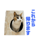 さん猫スタンプ（個別スタンプ：18）