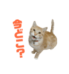 さん猫スタンプ（個別スタンプ：20）
