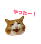 さん猫スタンプ（個別スタンプ：23）