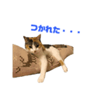 さん猫スタンプ（個別スタンプ：26）