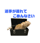さん猫スタンプ（個別スタンプ：30）