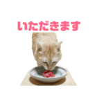 さん猫スタンプ（個別スタンプ：31）
