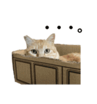 さん猫スタンプ（個別スタンプ：33）