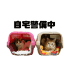 さん猫スタンプ（個別スタンプ：34）
