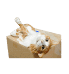 さん猫スタンプ（個別スタンプ：35）