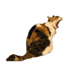 さん猫スタンプ（個別スタンプ：38）