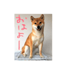 柴の日常（個別スタンプ：1）