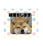 柴の日常（個別スタンプ：3）