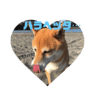 柴の日常（個別スタンプ：4）