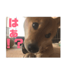 柴の日常（個別スタンプ：5）
