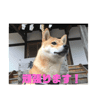 柴の日常（個別スタンプ：9）