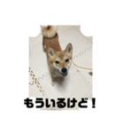 柴の日常（個別スタンプ：13）