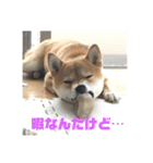 柴の日常（個別スタンプ：14）