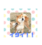 柴の日常（個別スタンプ：15）