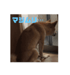 柴の日常（個別スタンプ：16）
